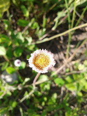 Erigeron procumbens