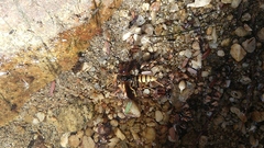 Polistes comanchus navajoe