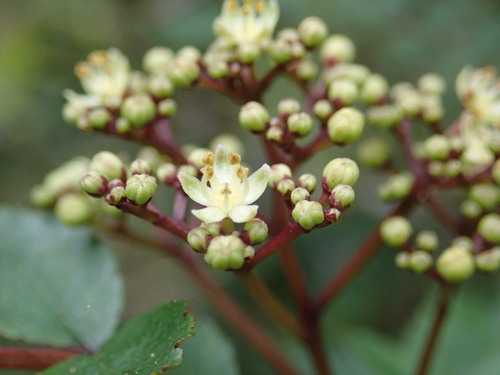 Zanthoxylum schinifolium iNat (1)