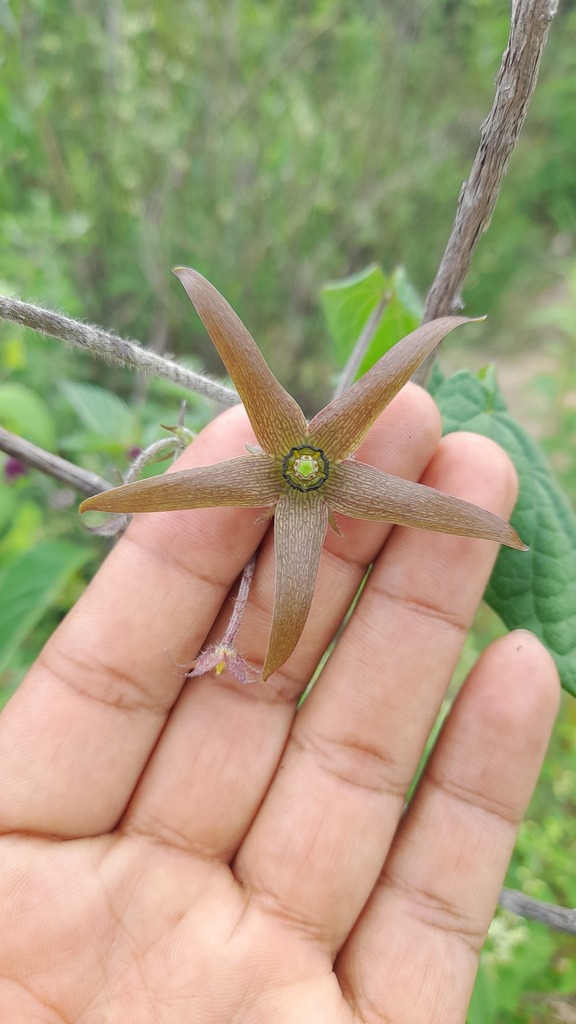 Polystemma purpusii