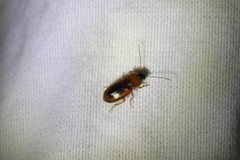 Stenolophus dissimilis