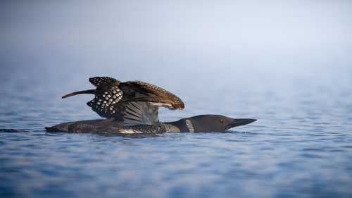 Plongeon imbrin