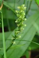 Platanthera flava herbiola
