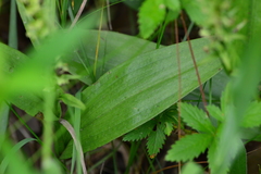 Platanthera flava herbiola