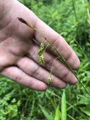 Carex castanea