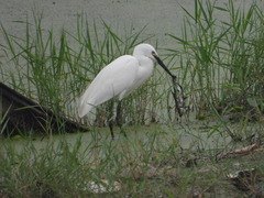 Egretta garzetta