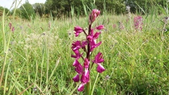 Anacamptis laxiflora