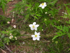 Thalictrum foeniculaceum