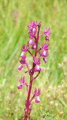 Anacamptis laxiflora