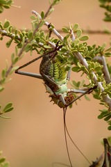 Acanthoplus longipes