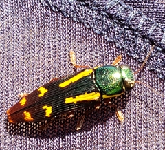 Buprestis rufipes