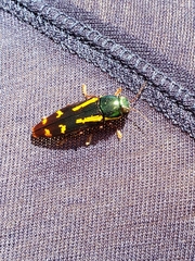 Buprestis rufipes