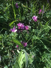 Sidalcea malviflora malviflora
