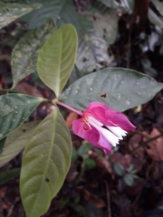 Palicourea ostreophora