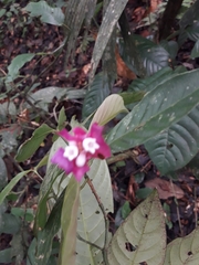 Palicourea ostreophora