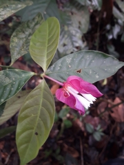 Palicourea ostreophora