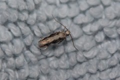 Coleotechnites florae