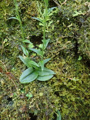 Platanthera mandarinorum