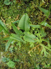Platanthera mandarinorum