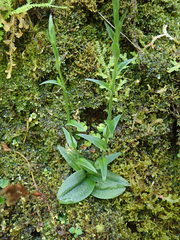 Platanthera mandarinorum