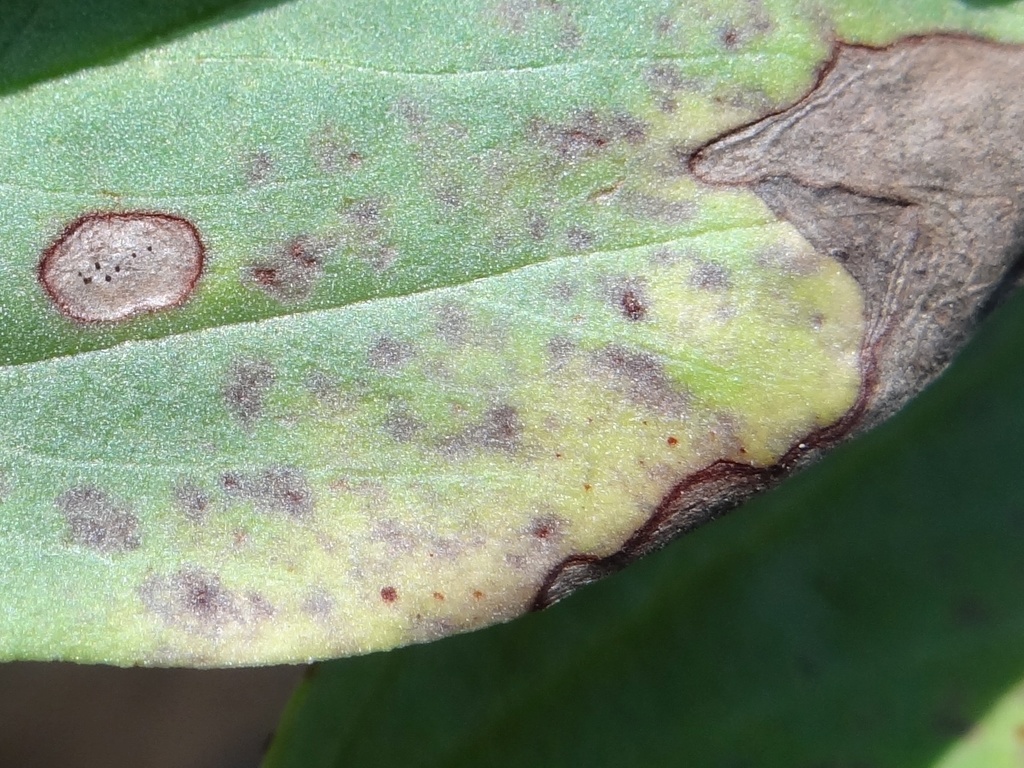 Ascochyta fabae