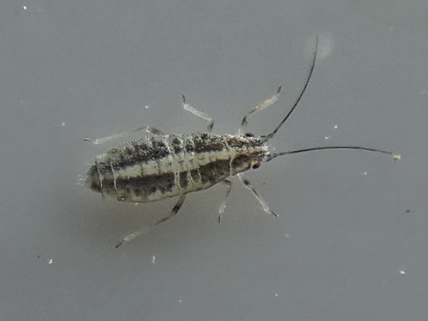 Subsaltusaphis picta