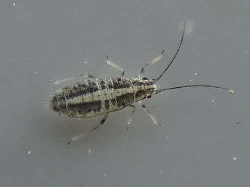 Subsaltusaphis picta