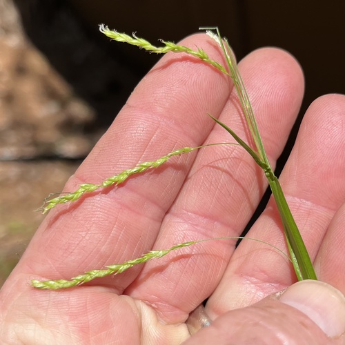 Drooping woodland sedge (Carex arctata)