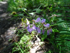 Vicia cassubica