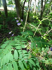 Vicia cassubica