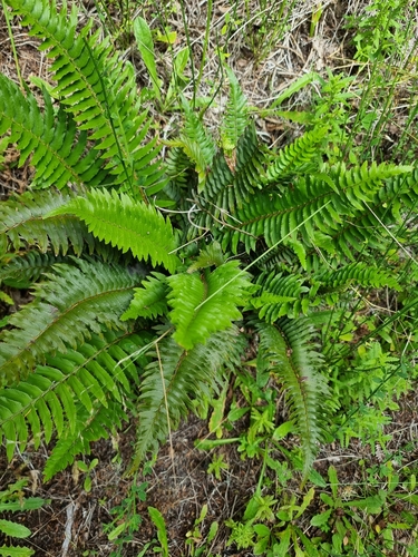 Image of Polystichum falcinellum by (c) Vítor Jorge, some rights reserved (CC BY)