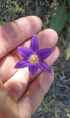 Brodiaea elegans elegans