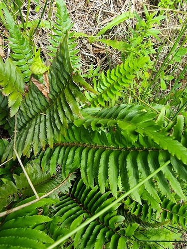 Image of Polystichum falcinellum by (c) Vítor Jorge, some rights reserved (CC BY)