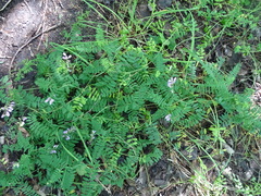 Vicia cassubica