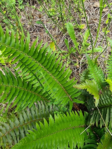 Image of Polystichum falcinellum by (c) Vítor Jorge, some rights reserved (CC BY)