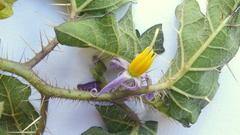 Solanum palinacanthum