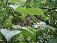 Hydrangea aspera