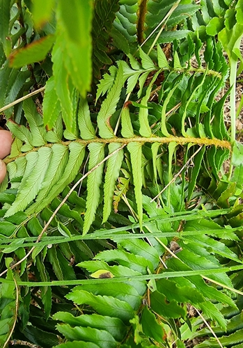 Image of Polystichum falcinellum by (c) Vítor Jorge, some rights reserved (CC BY)