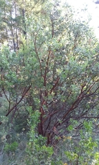 Arctostaphylos manzanita elegans