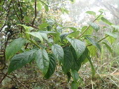 Hydrangea aspera