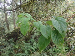 Hydrangea aspera