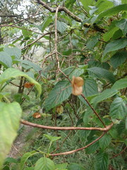 Hydrangea aspera