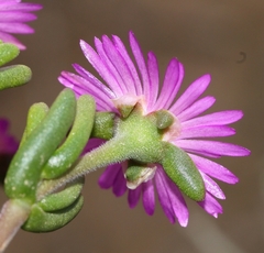 Delosperma pageanum
