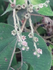 Miconia secunmexicana
