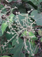 Miconia secunmexicana