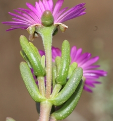 Delosperma pageanum
