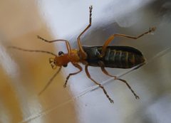 Podabrus pruinosus diversipes