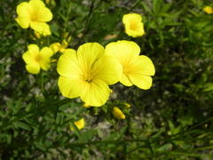 Linum flavum