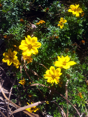 Bidens aurea