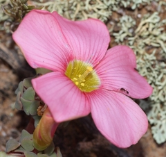 Oxalis convexula